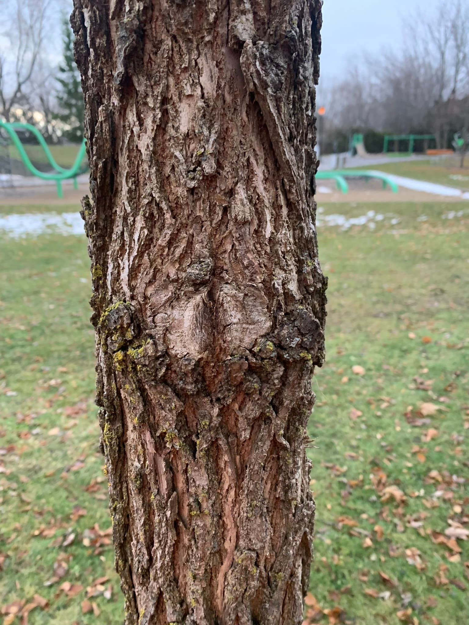 Traitement de plaies